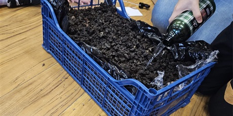 Powiększ grafikę: pieczarki-z-klasa-660296.jpg