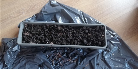 Powiększ grafikę: pieczarki-z-klasa-660692.jpg