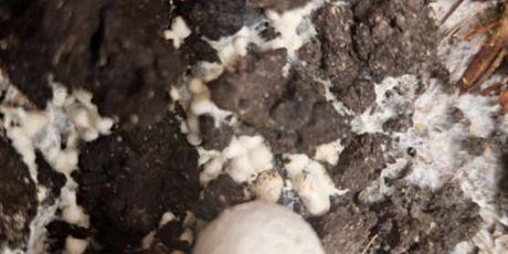 Powiększ grafikę: pieczarki-z-klasa-662523.jpg